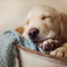 7033688-dog-pet-sleeping