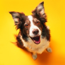 Border Collie, Funny Dog Wallpaper