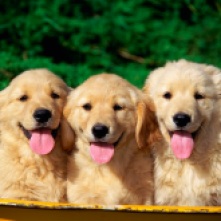 Goldie pups